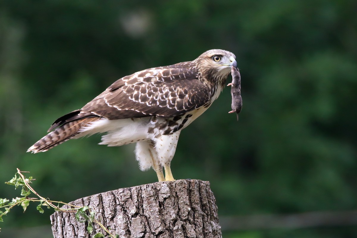 Red-tailed Hawk - ML621830277