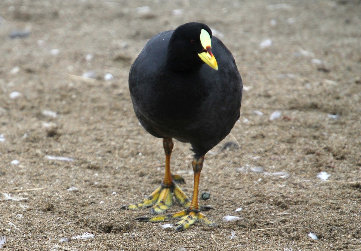 Red-gartered Coot - ML621830280