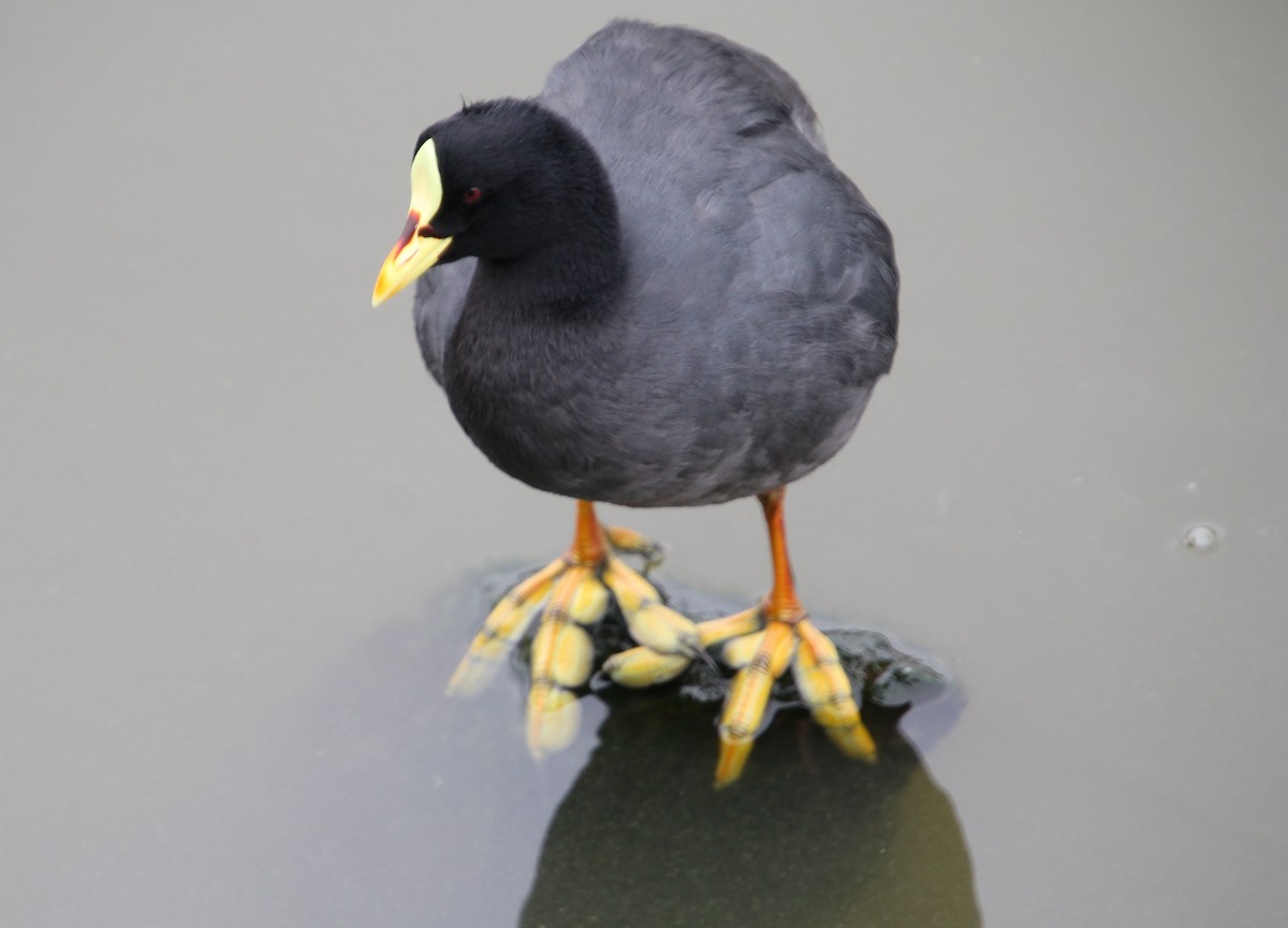 Red-gartered Coot - ML621830281