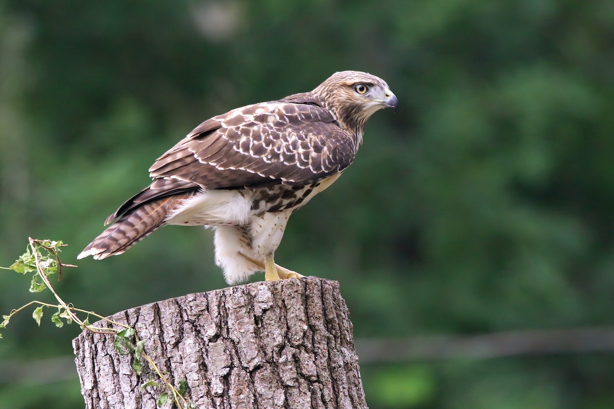 Red-tailed Hawk - ML621830289