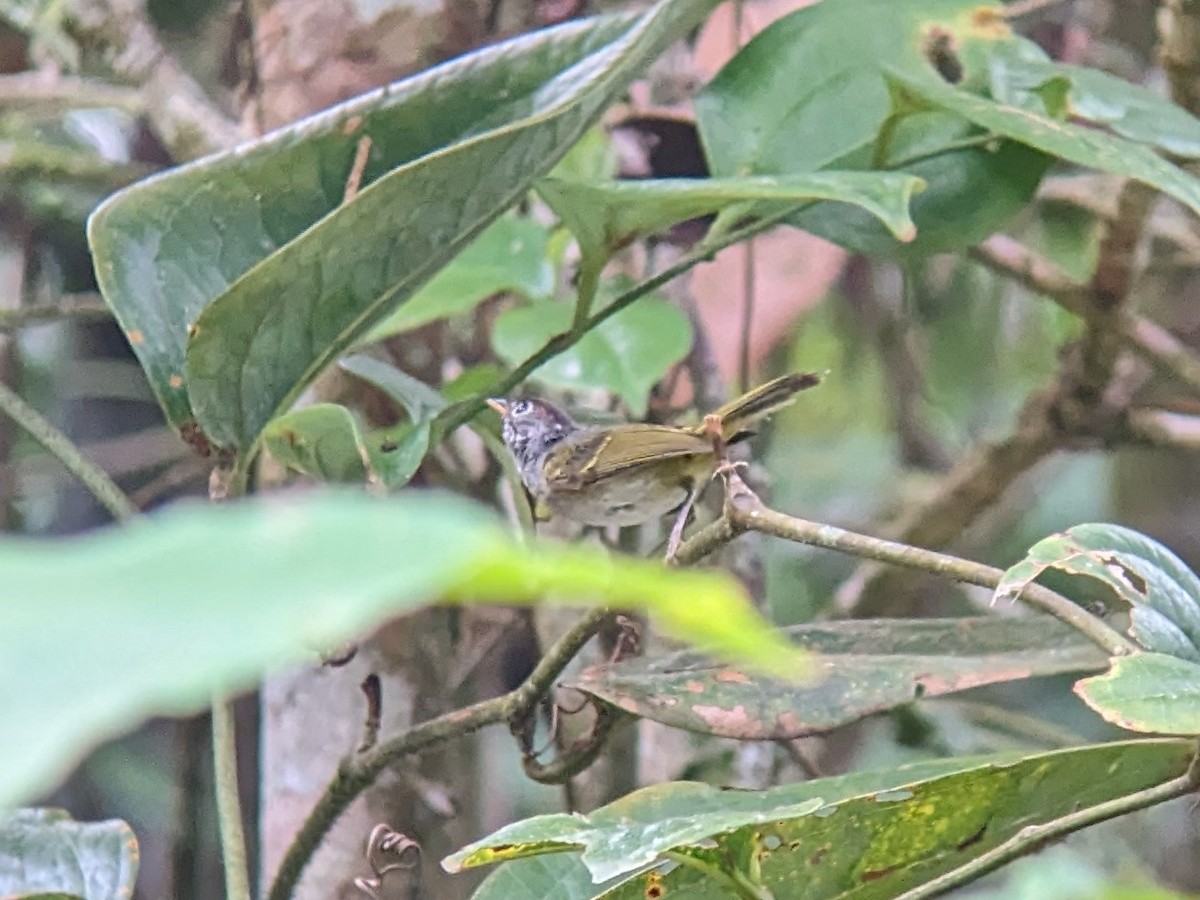Chestnut-crowned Warbler - ML621830290