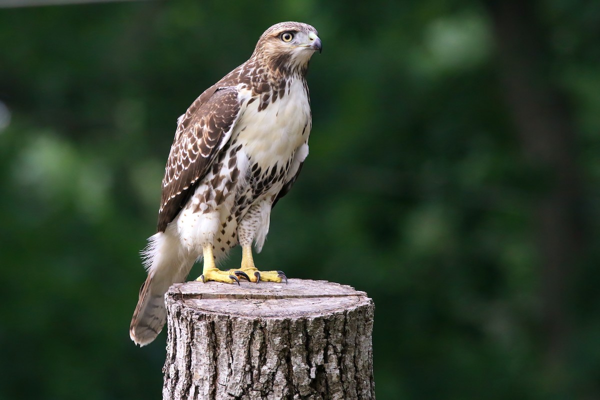 Red-tailed Hawk - ML621830301