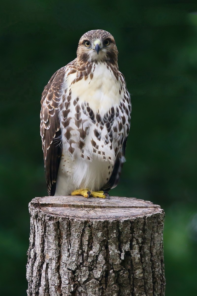 Red-tailed Hawk - ML621830306