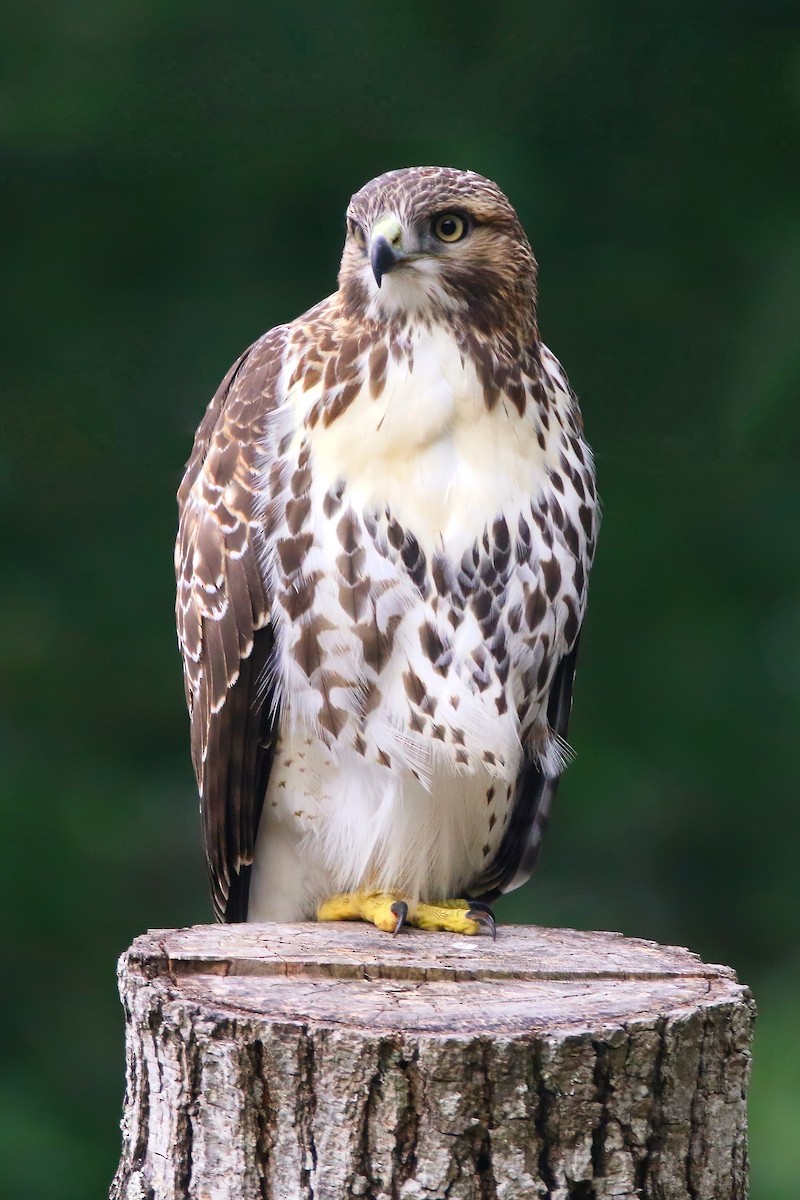Red-tailed Hawk - ML621830308