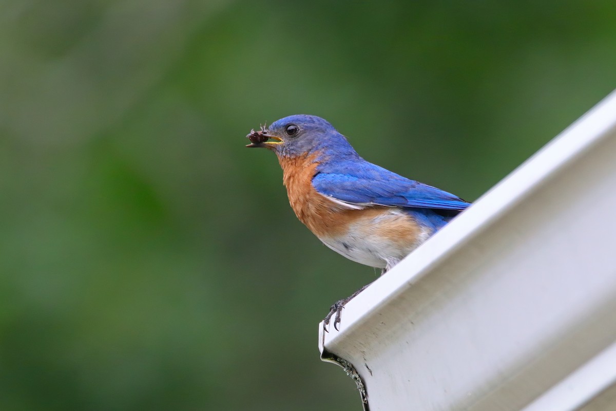 Eastern Bluebird - Devin Griffiths