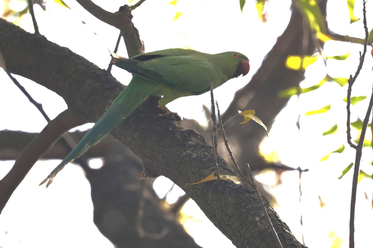 Rose-ringed Parakeet - VandB Moore