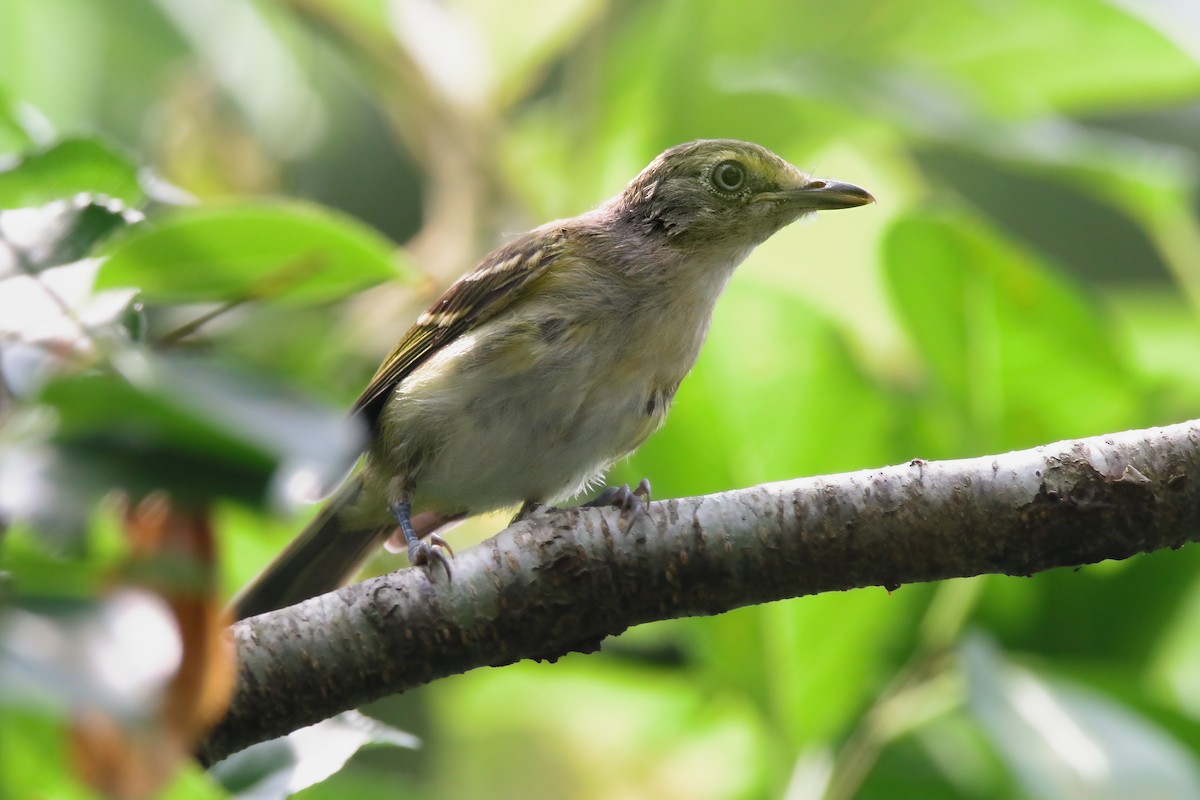 White-eyed Vireo - ML621830329