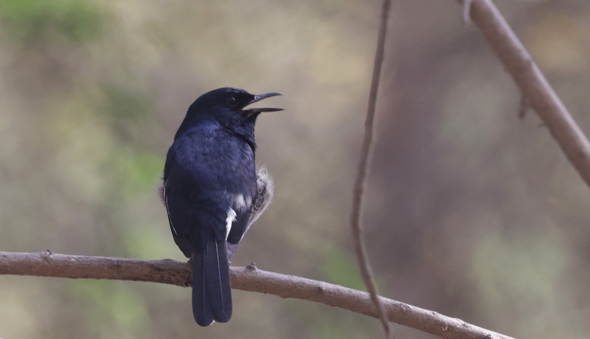 Indian Robin - VandB Moore