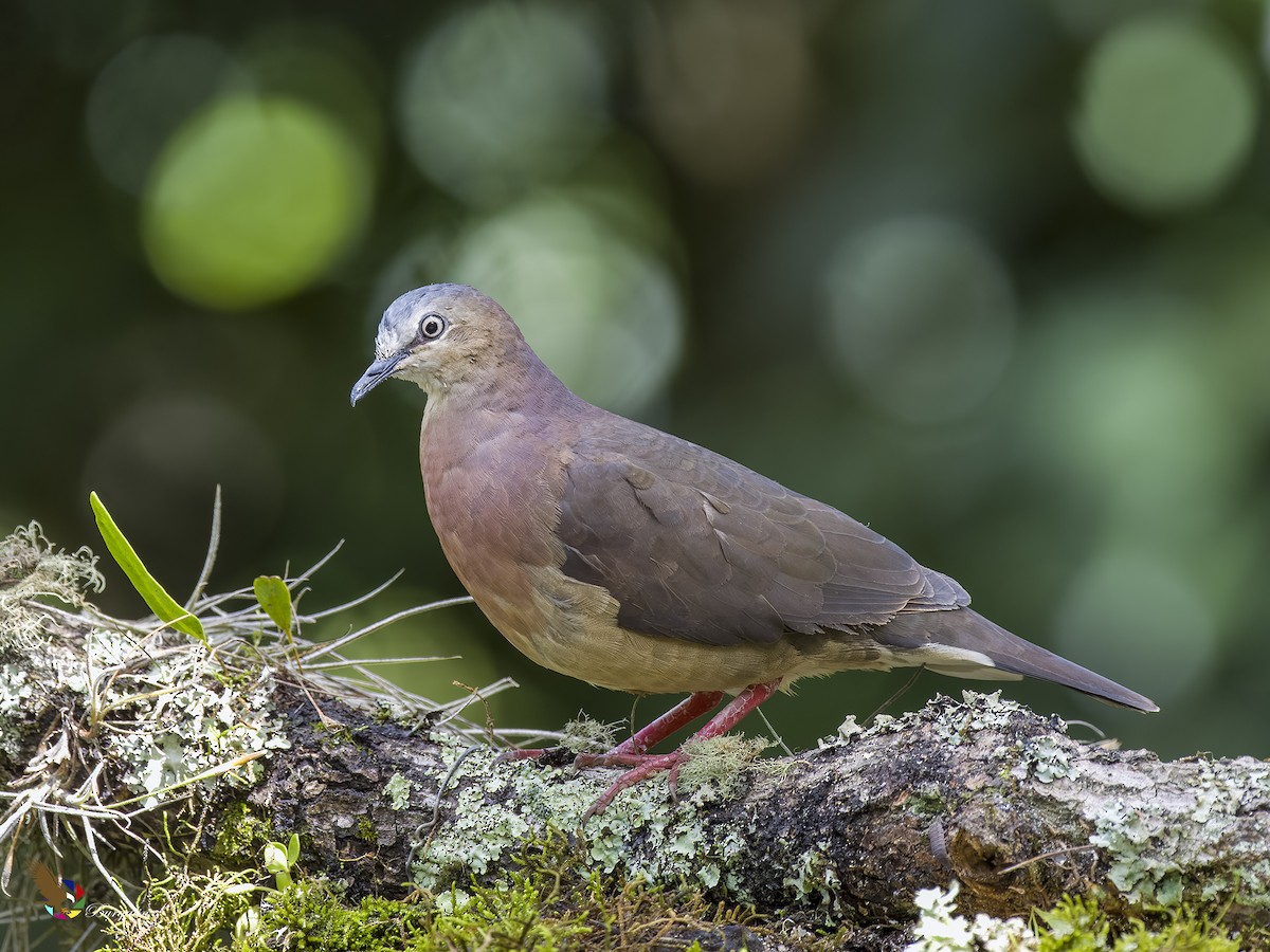 Tolima Dove - ML621830335