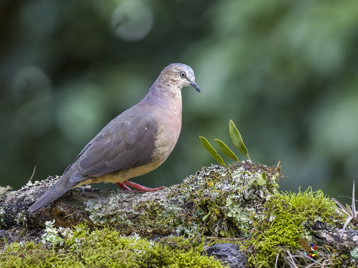 Tolima Dove - ML621830336