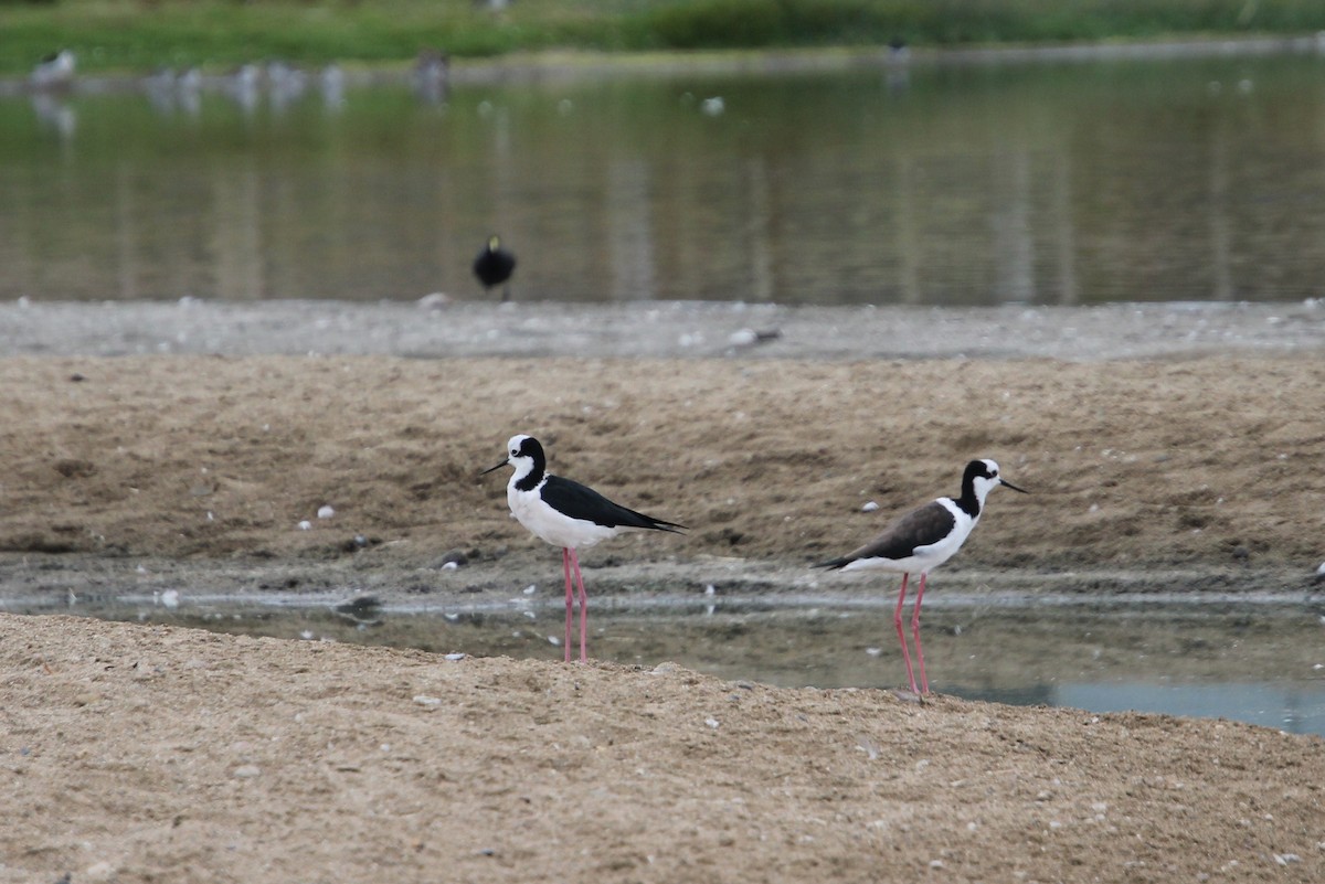 Black-necked Stilt - ML621830349