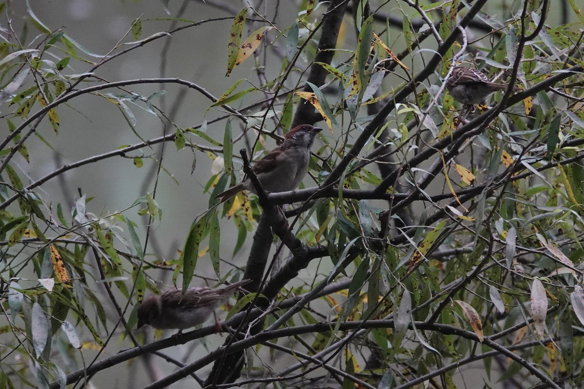Eurasian Tree Sparrow - ML621830353