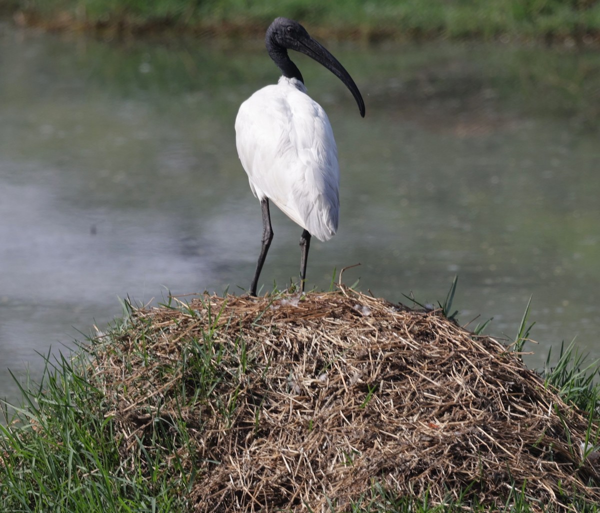 Black-headed Ibis - VandB Moore