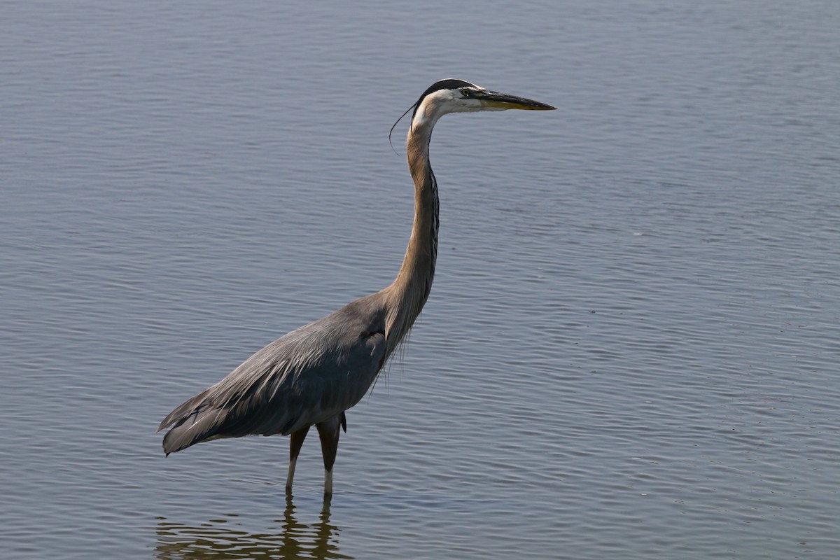 Great Blue Heron - Devin Griffiths