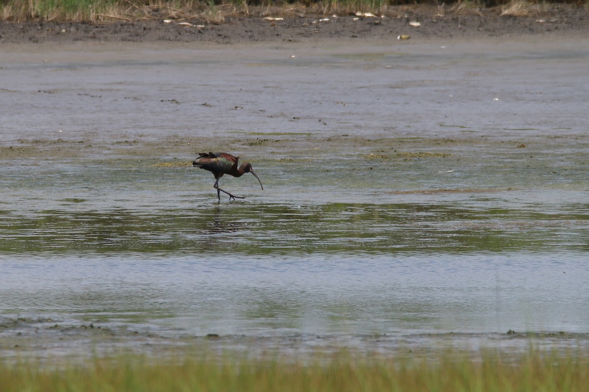 White-faced Ibis - ML621830361