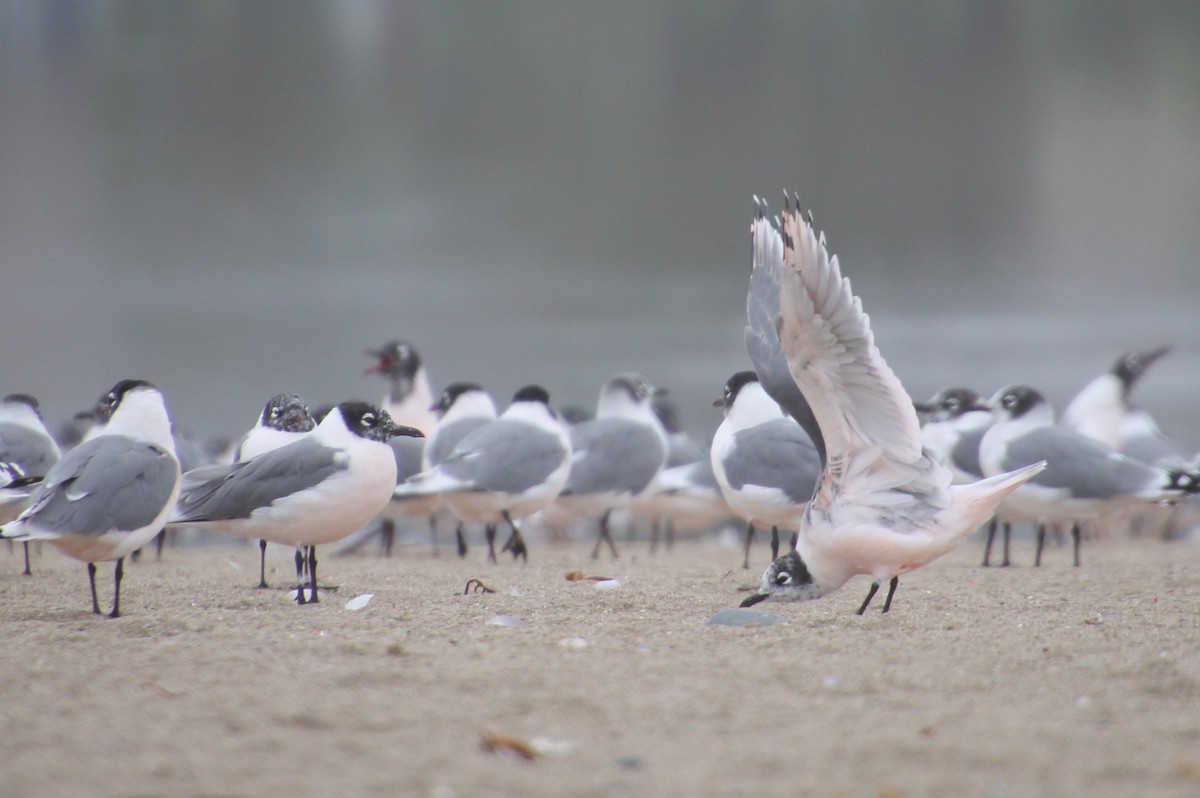 Franklin's Gull - ML621830366