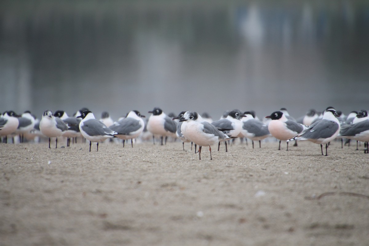 Franklin's Gull - ML621830367