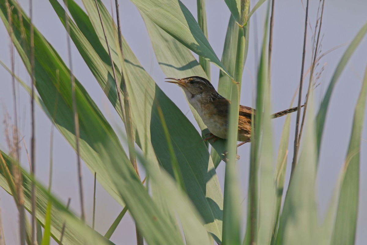 Marsh Wren - ML621830368