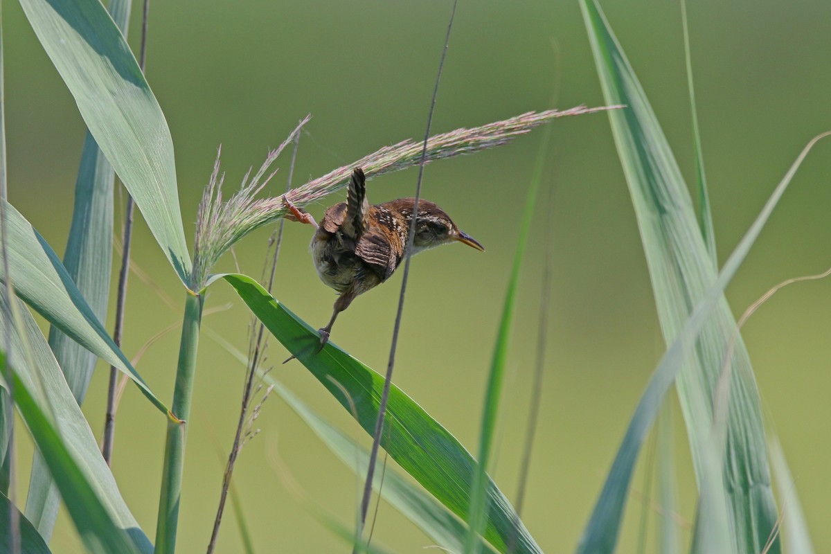 Marsh Wren - ML621830369