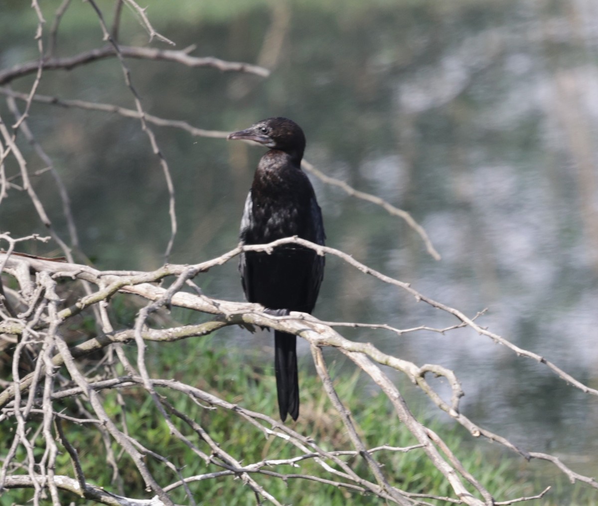 Little Cormorant - VandB Moore