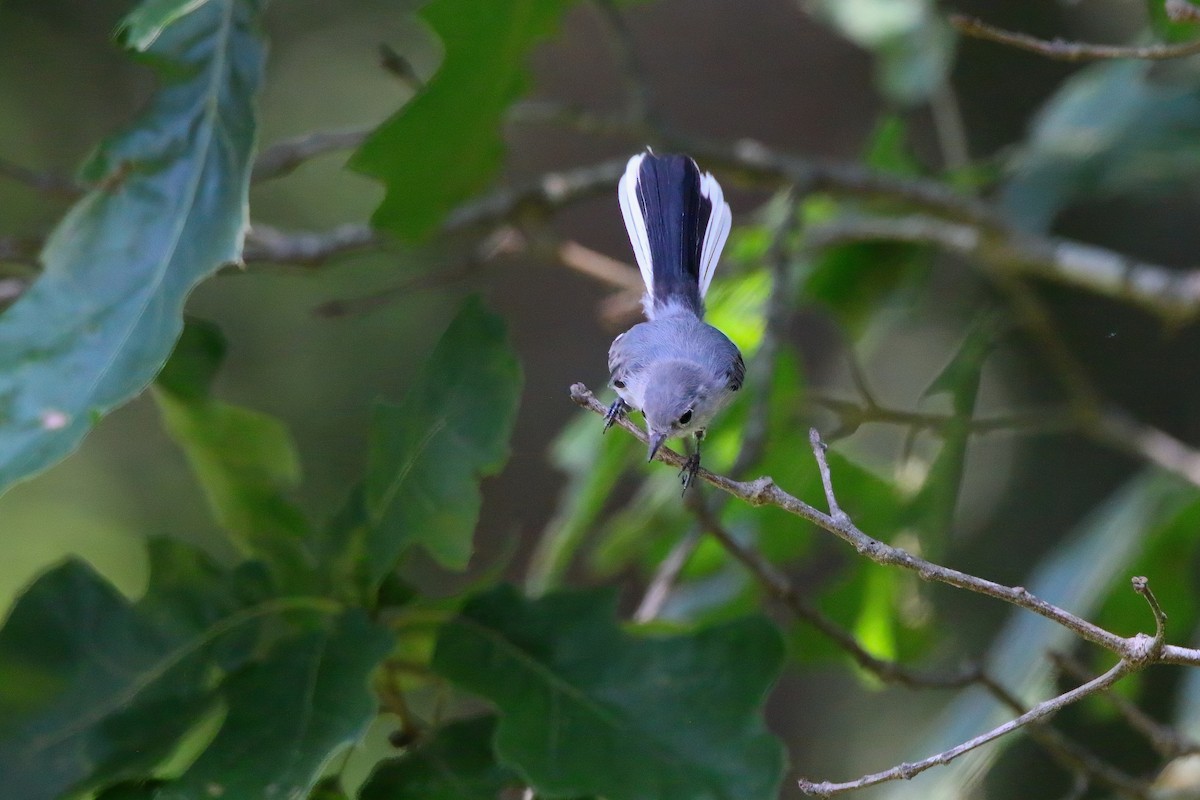 Blue-gray Gnatcatcher - ML621830372