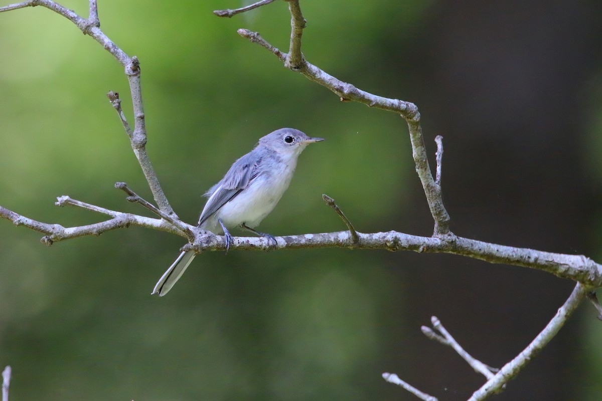 Blue-gray Gnatcatcher - ML621830374