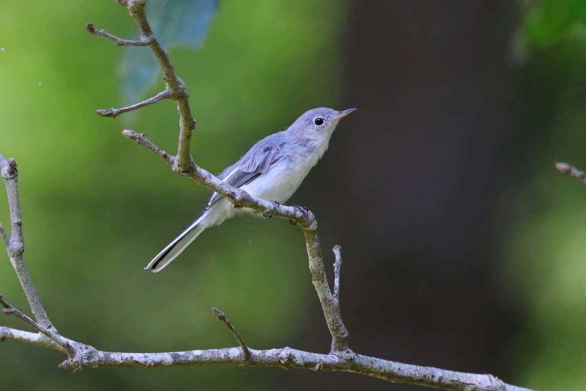 Blue-gray Gnatcatcher - ML621830376