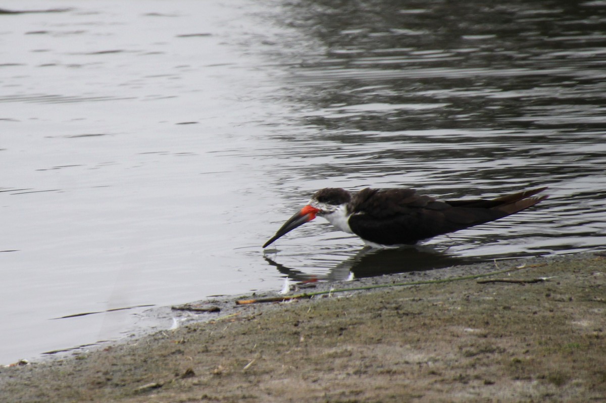 Black Skimmer - ML621830397