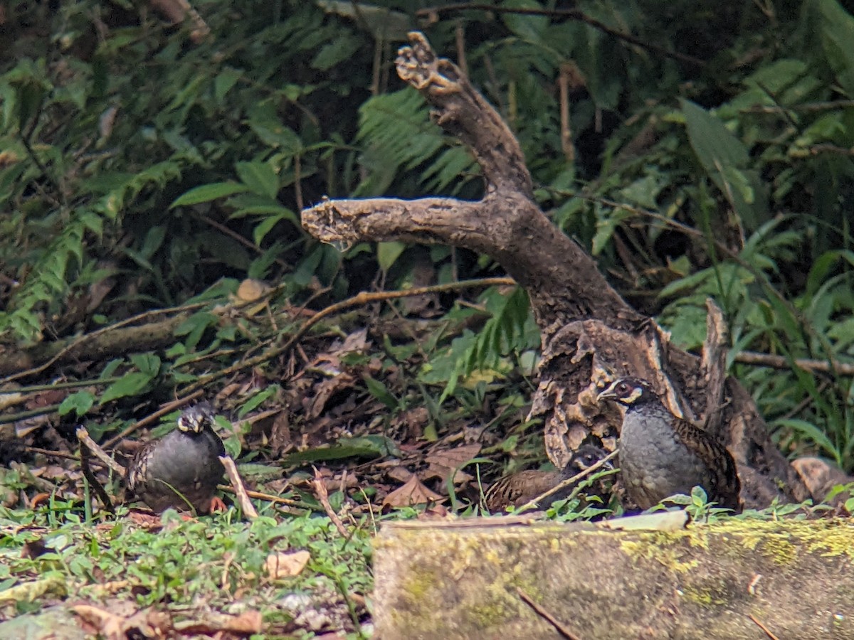 Malayan Partridge - Nick Hart