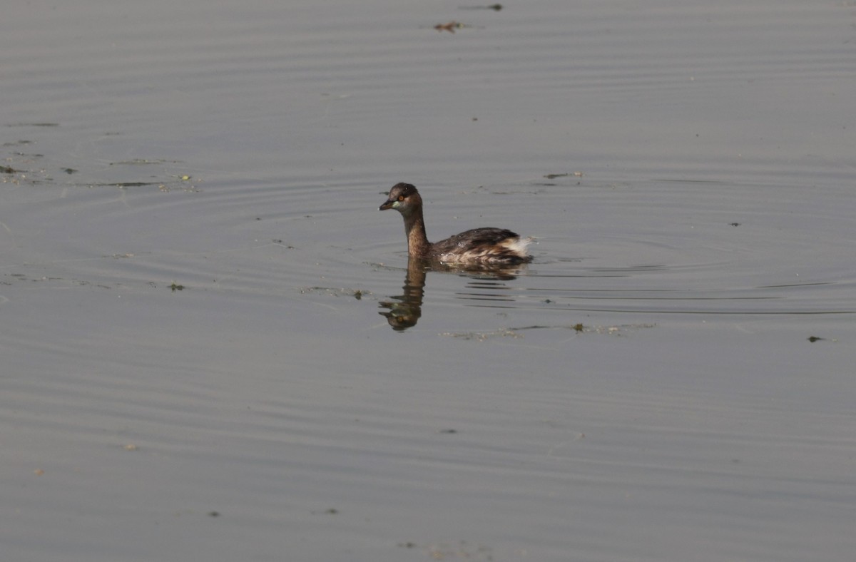 Little Grebe - ML621830404