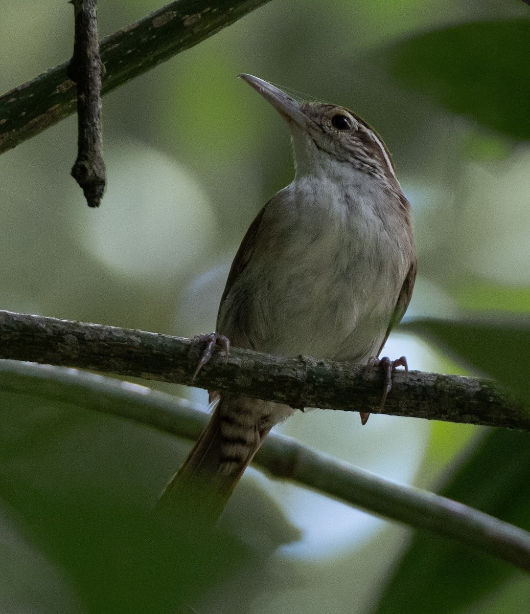 Antioquia Wren - ML621830421