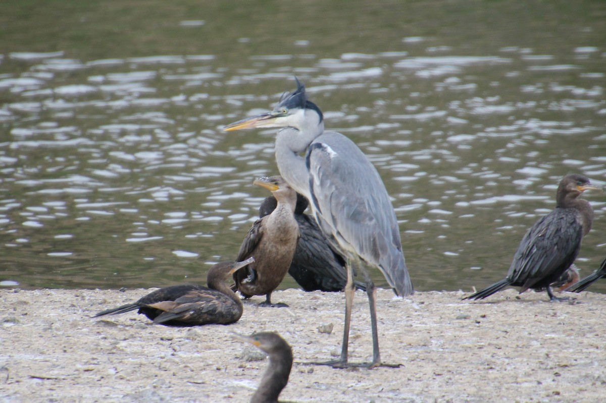 Cocoi Heron - María Eliana Obando