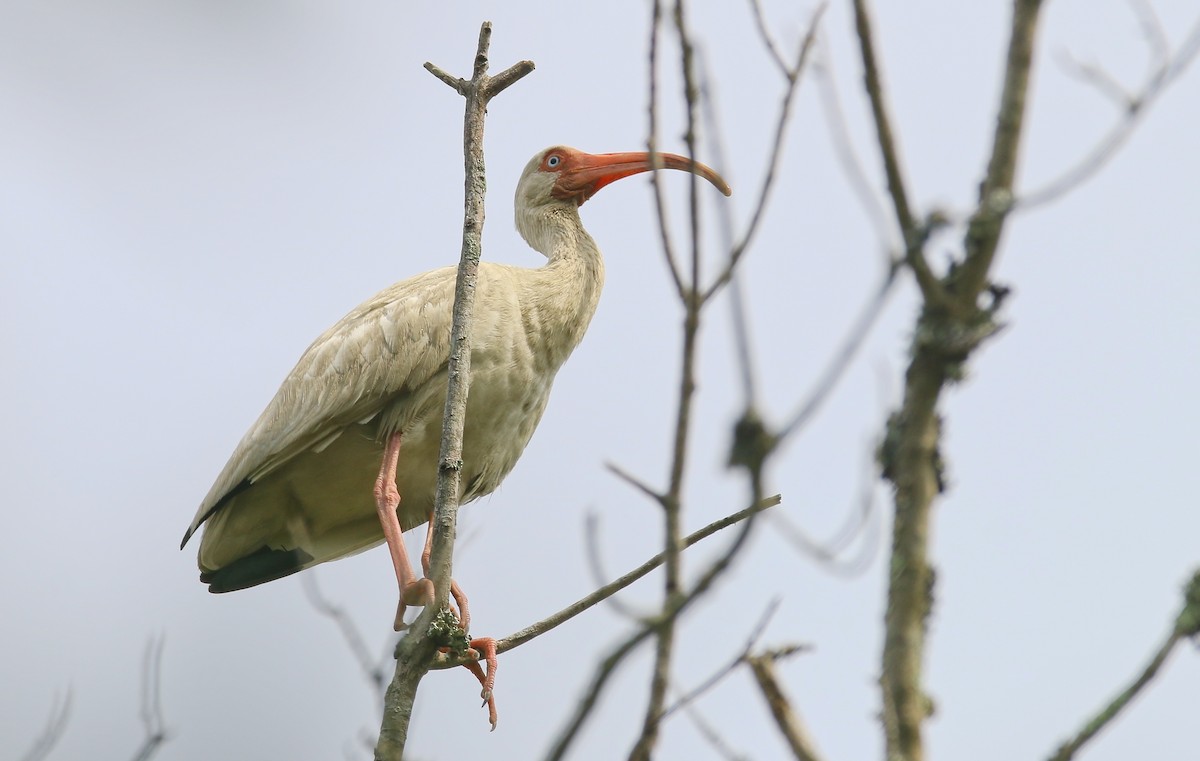 White Ibis - ML621830450