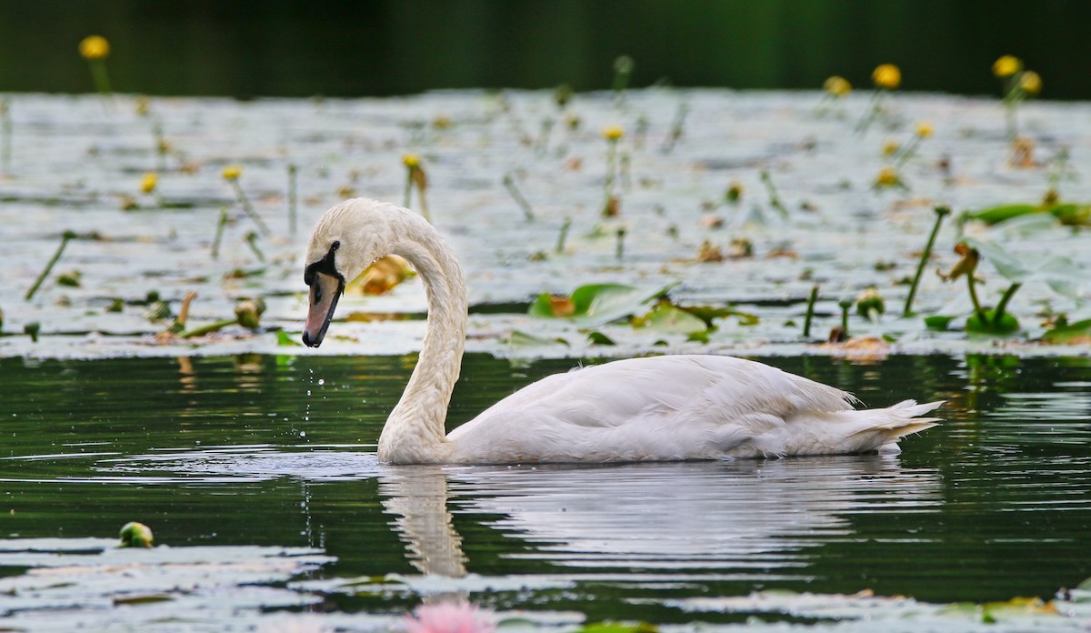 Mute Swan - ML621830465