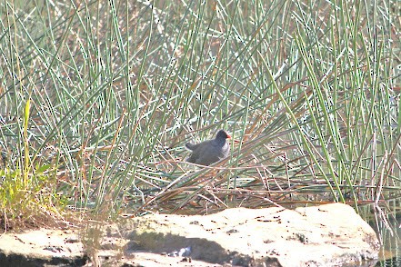 Dusky Moorhen - ML621830466