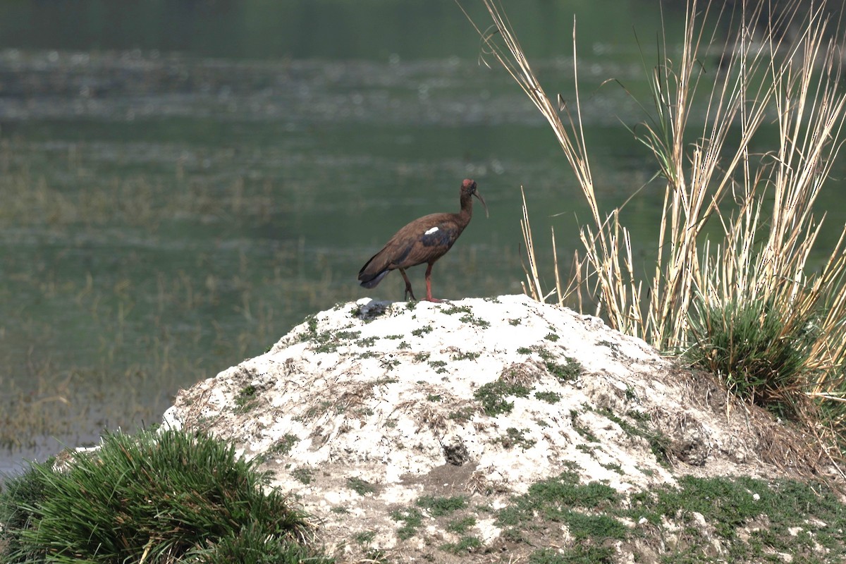 Red-naped Ibis - VandB Moore