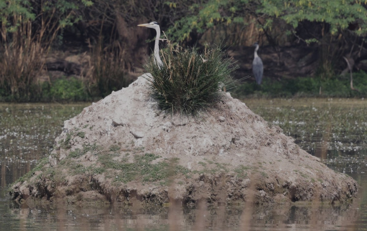 Gray Heron - ML621830491