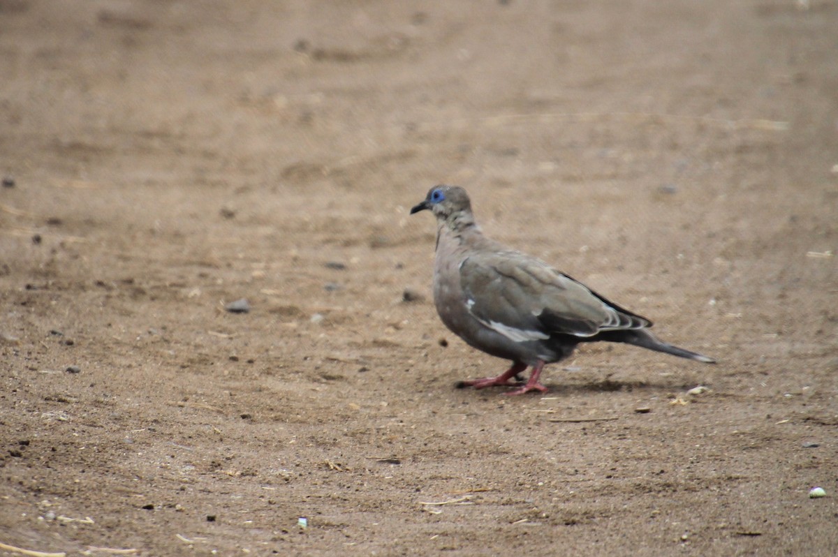 West Peruvian Dove - ML621830494