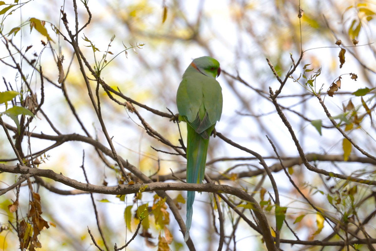 Rose-ringed Parakeet - ML621830506