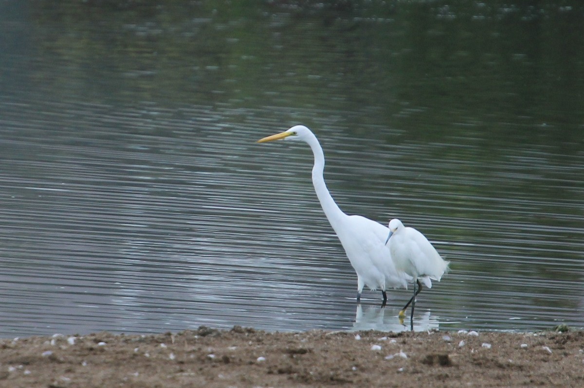 Great Egret - ML621830510