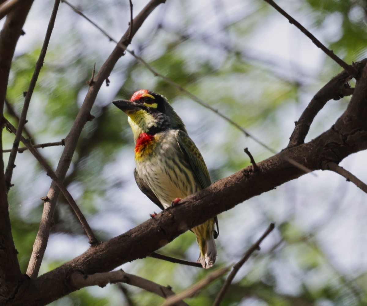 Coppersmith Barbet - ML621830511