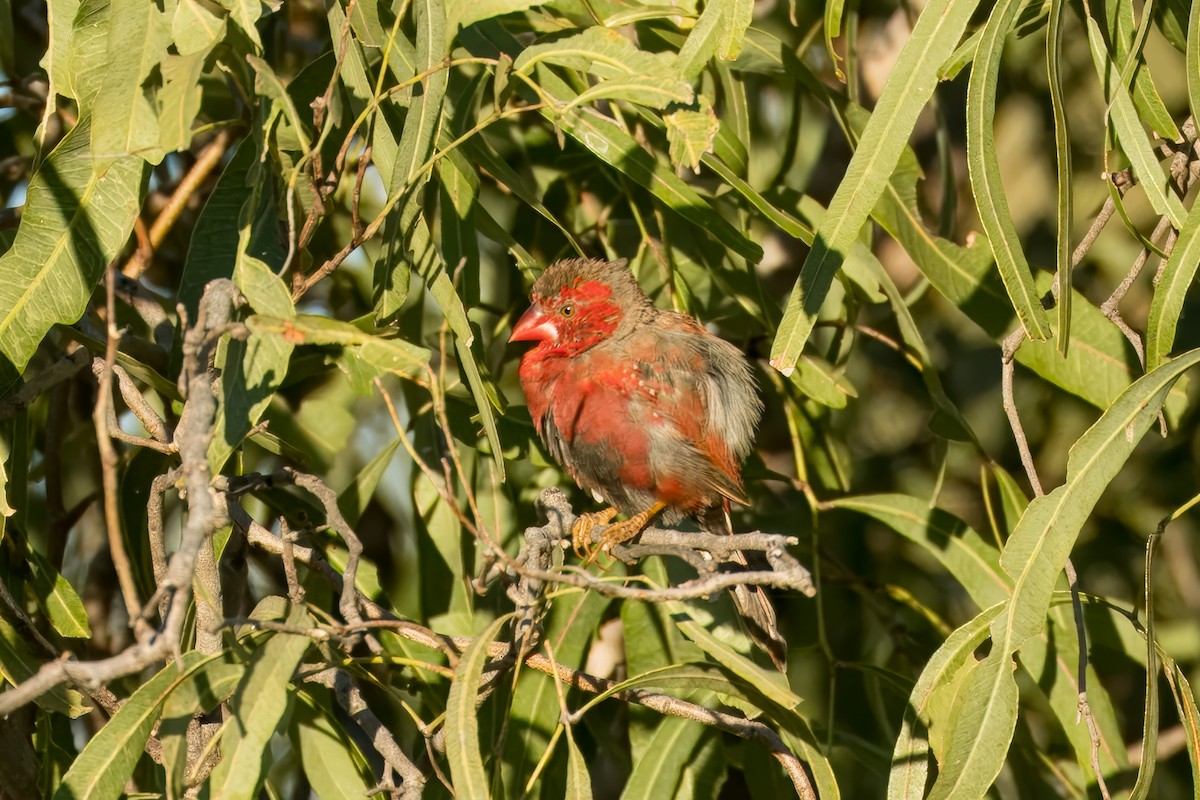 Crimson Finch - ML621830512