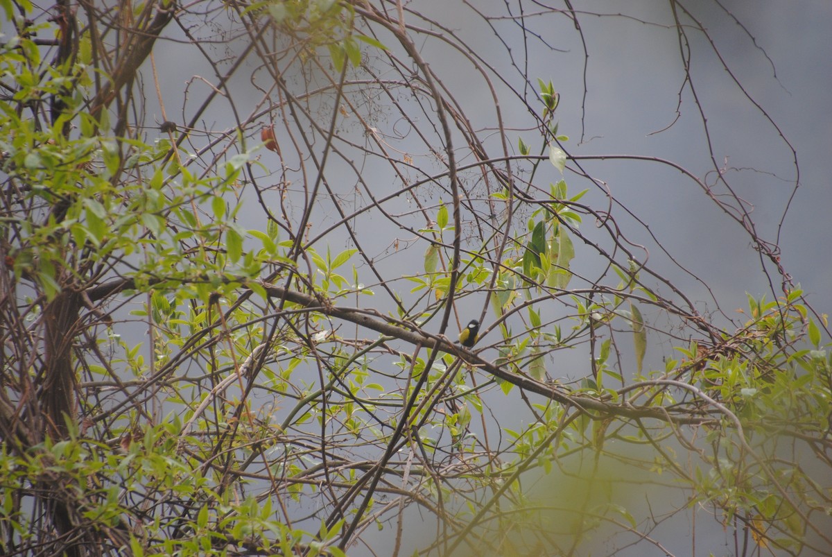 Green-backed Tit - ML621830517