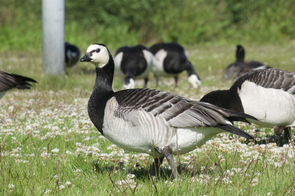 Цагаан шанаат галуу - ML621830523
