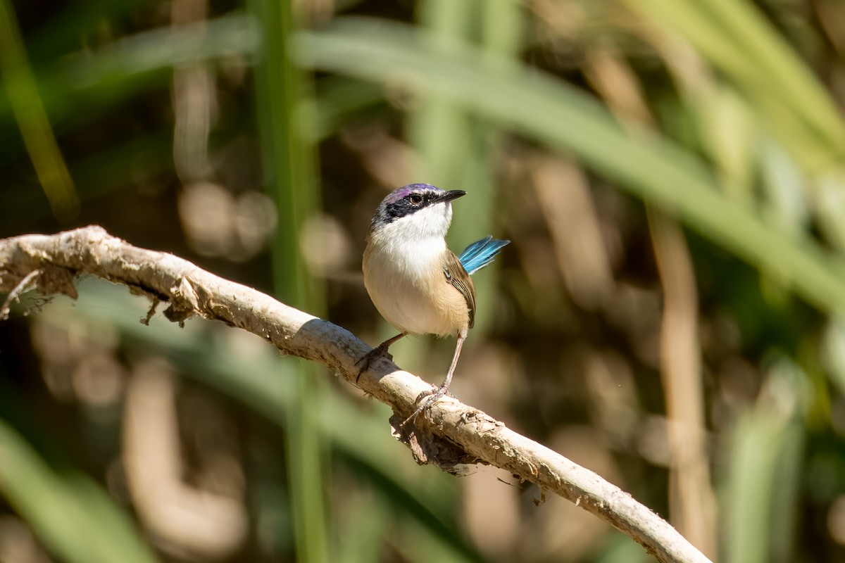 Purple-crowned Fairywren - ML621830526