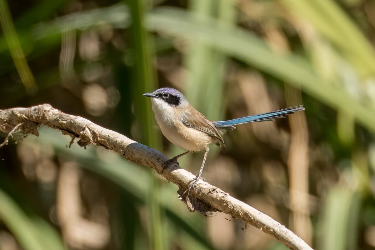 Purple-crowned Fairywren - ML621830527