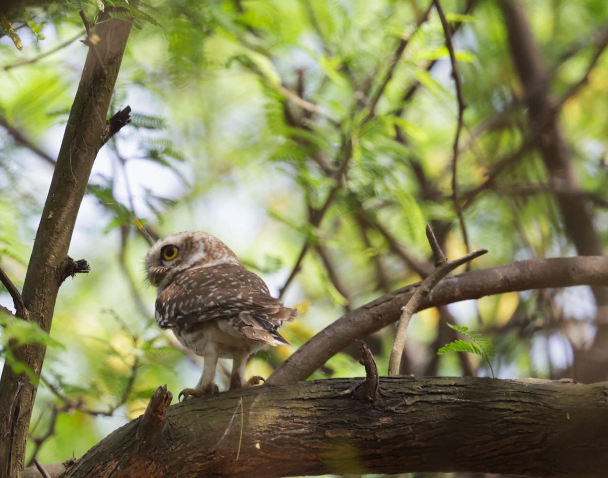 Spotted Owlet - ML621830530