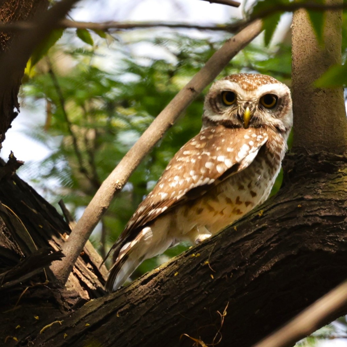 Spotted Owlet - ML621830534