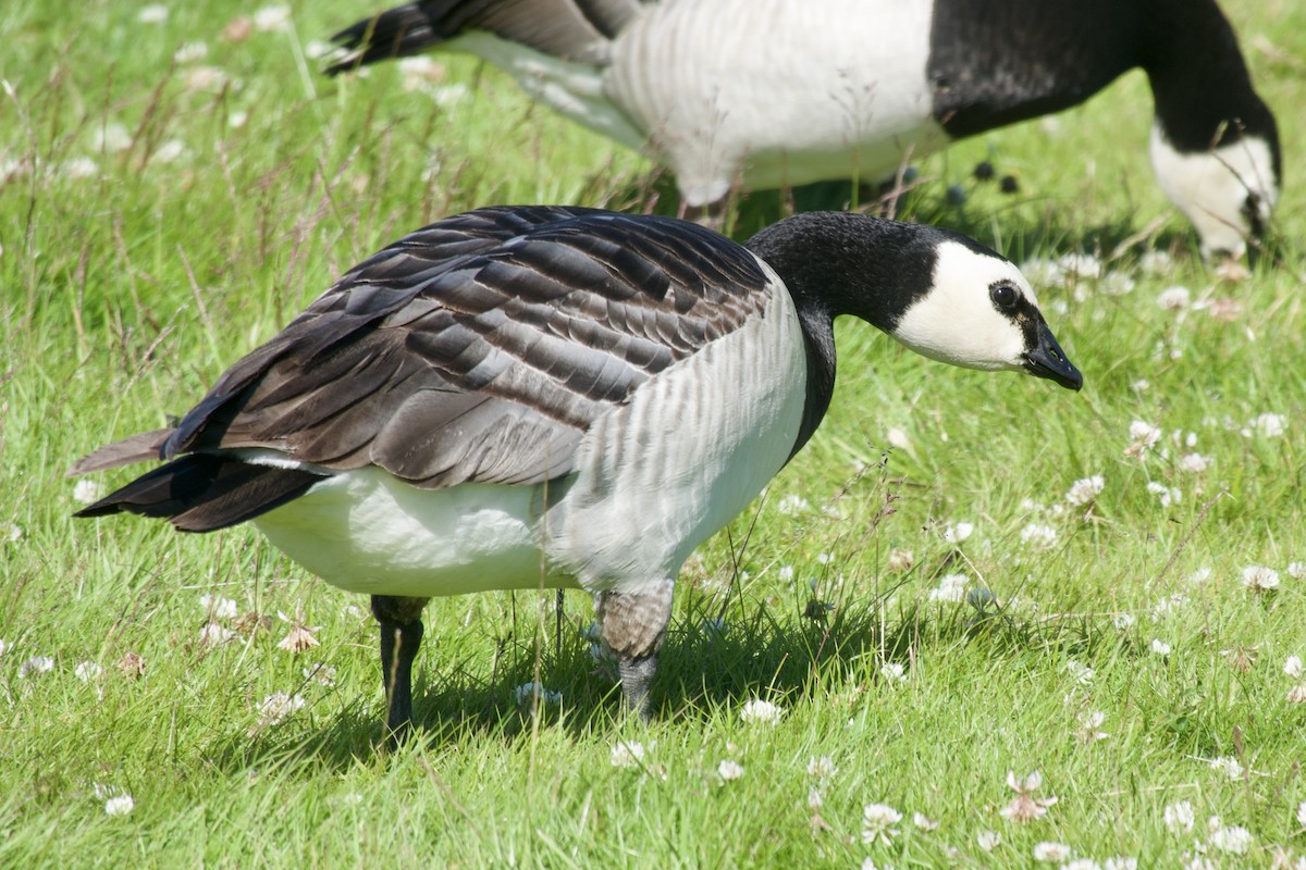 Цагаан шанаат галуу - ML621830537