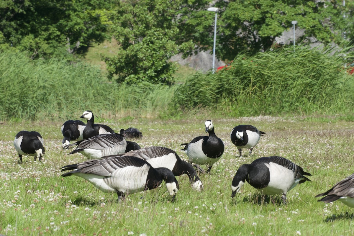 Цагаан шанаат галуу - ML621830566